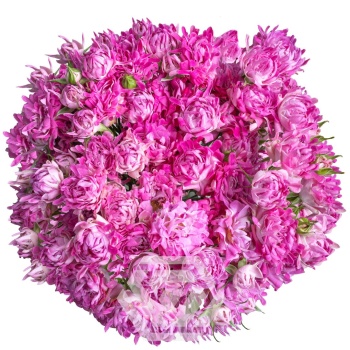 H PINK.jpg
