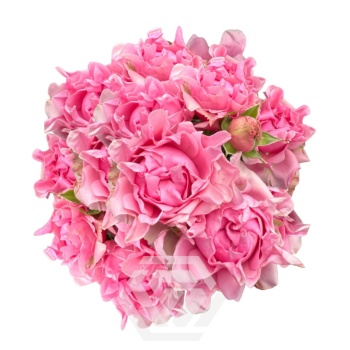 H medium pink.jpg H medium pink.jpg