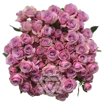 Lavender Irishka.jpg