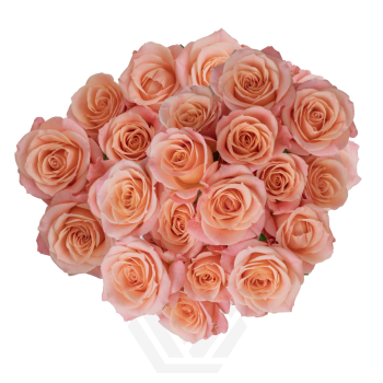 PICHY-PINK-JEWEL.png