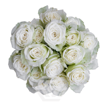 POLAR SENSATION.png POLAR SENSATION.png