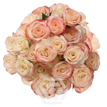 SWEET JEWEL.png