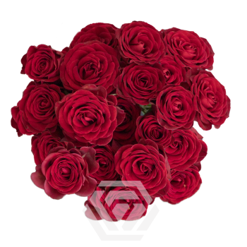 VERONA.png VERONA.png