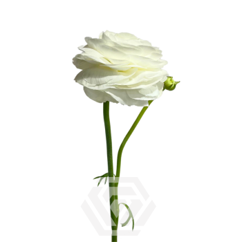Bianco.png
