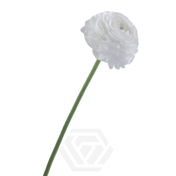 Elegance-Bianco.png