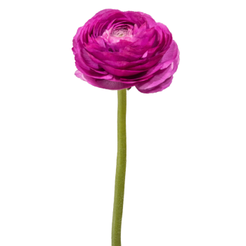 Malva.png
