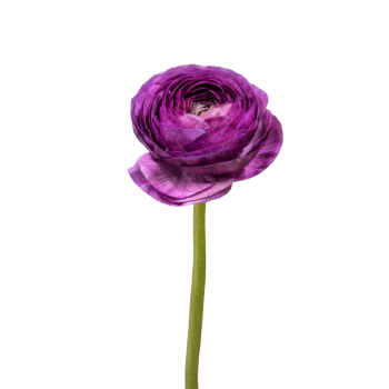 Milka.png