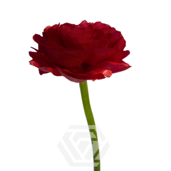 Rosso.png