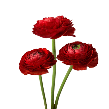 Valentino.png