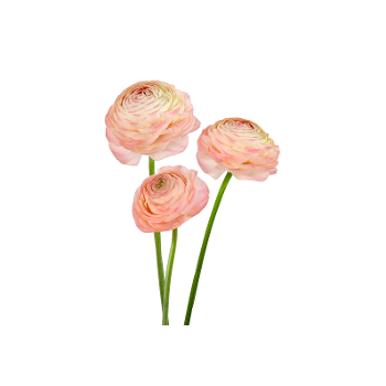 elegance pastello.png
