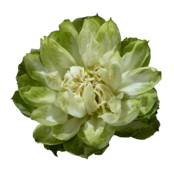VEGGIE..png