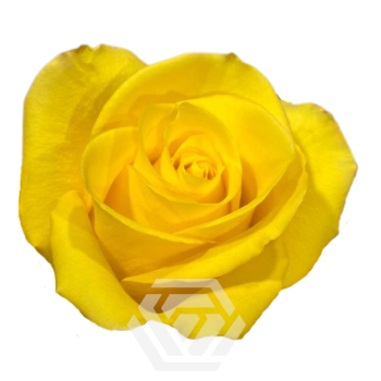YELLOW-SUMMER-LIGHT-2.png