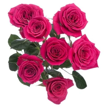 magenta jewel.webp
