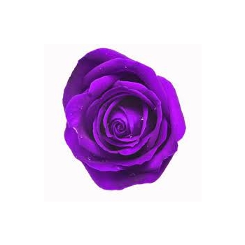 mondial tinted purple.jpg