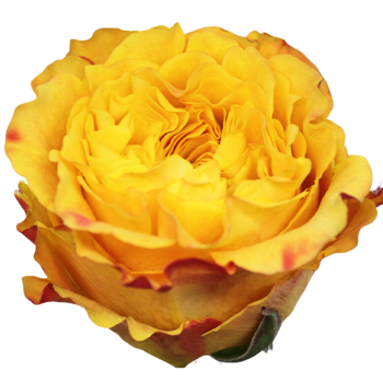 orange reeva.png