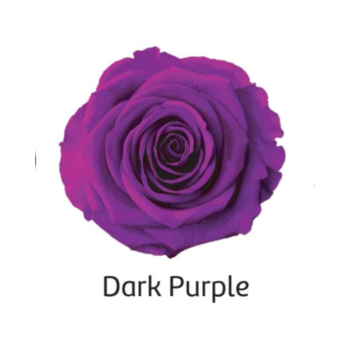 Dark Purple.png