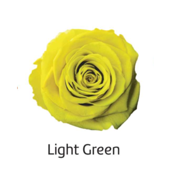 Light Green.png