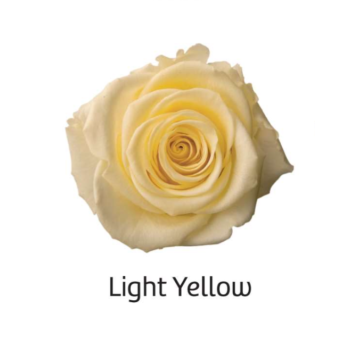 Light Yellow.png