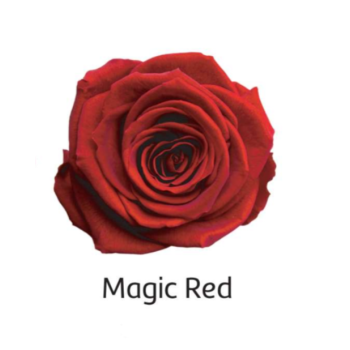Magic Red.png