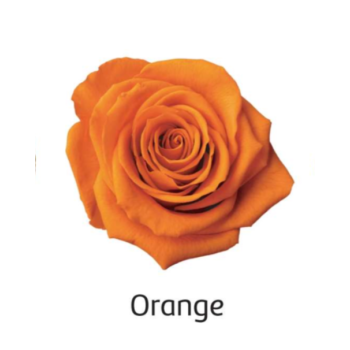 Orange.png