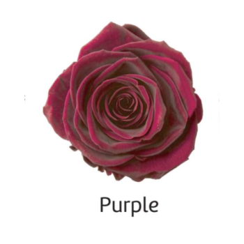 Purple.png