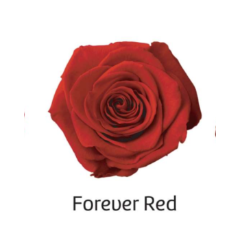 Rorever Red.png