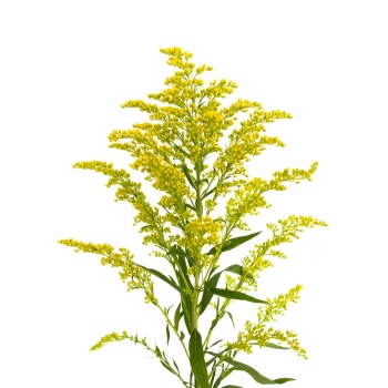 solidago.jpg