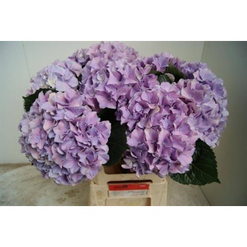 Hydrangea royal benefit.jpeg