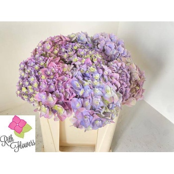 Hydrangea royal majesty blue.jpeg