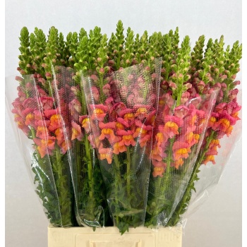 Antirrhinum potomac orange dark.jpeg