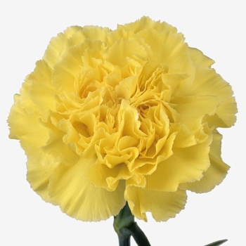 Carnation-Kiro-60cm-2.jpg