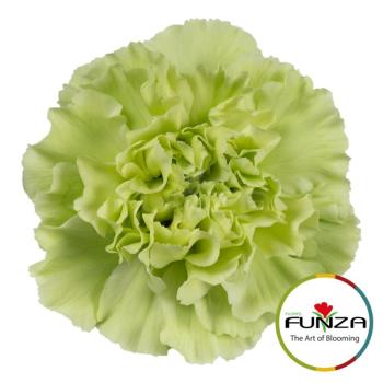 emerald_funza.jpg