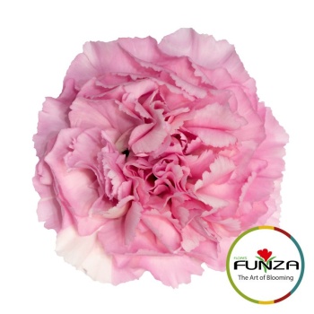 essiana_funza.jpg
