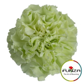 green_funza.jpg