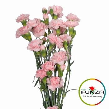 roxane_funza.jpg