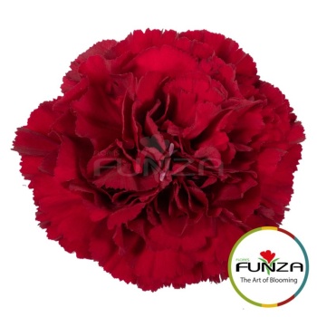 zurigo_funza.jpg