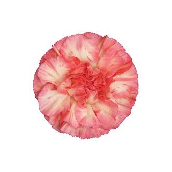Spritz Sport Arancio Rosa.jpg