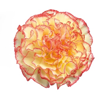 Yellow Viana.jpg