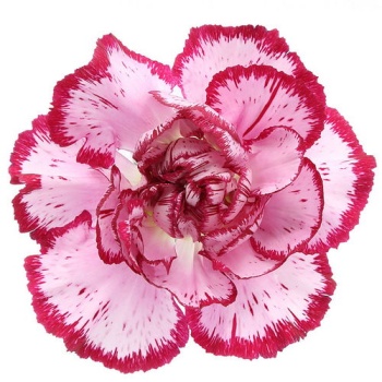 baccarat.jpg