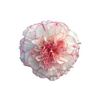 pastel damascus.jpeg