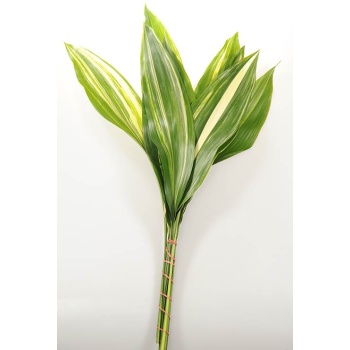 ASPIDISTRA VARIEGATED.jpg