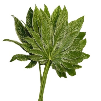 Aralia spider.jpeg