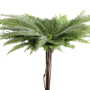 Umberlla-Fern.jpg