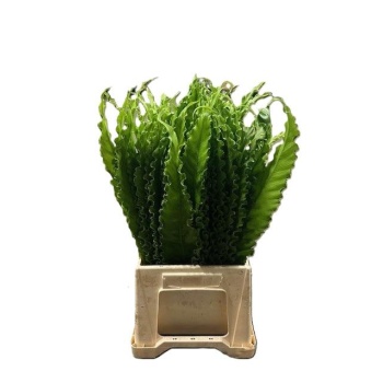 asplenium osaka.jpg