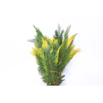 conifer mix 55.jpg