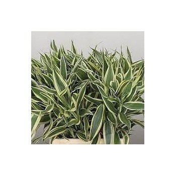 dracaena white.jpg