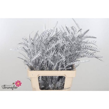 grevillea silver.jpeg