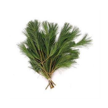pinus handbos.jpeg