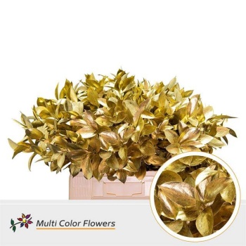 ruscus gold.jpeg