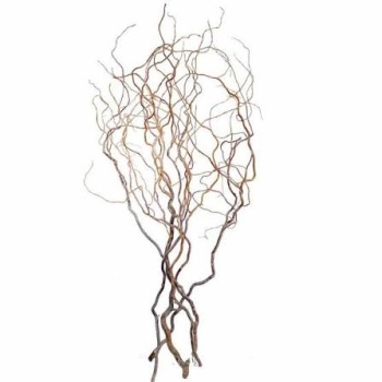 salix 150.jpg